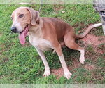 Small Treeing Walker Coonhound Mix