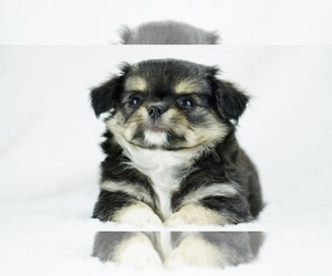 Chihuahua Puppy for sale in UNION GROVE, NC, USA