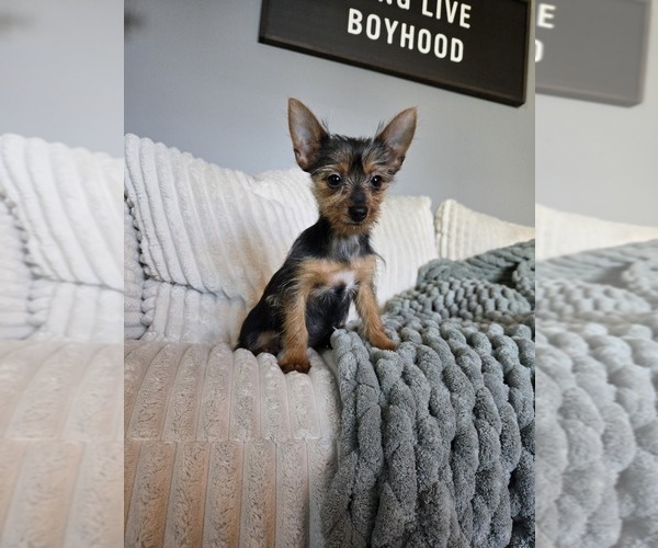 Medium Photo #5 Yorkshire Terrier Puppy For Sale in INDIANAPOLIS, IN, USA