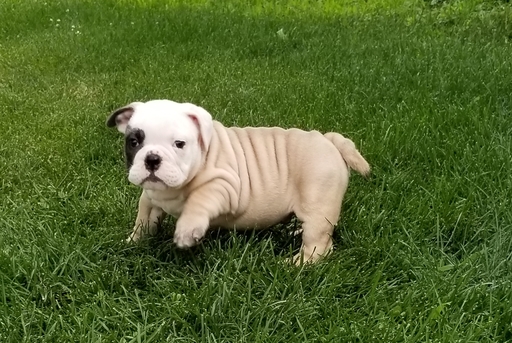 Medium Photo #1 Bulldog Puppy For Sale in APPLETON, WI, USA