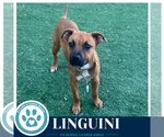 Small #13 Boxer Mix