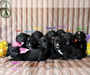 Medium Bernese Mountain Dog-Labrador Retriever Mix