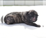 Small #5 Pug