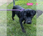 Small #6 Labrador Retriever Mix