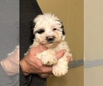 Small Photo #1 Zuchon Puppy For Sale in SPENCER, TN, USA