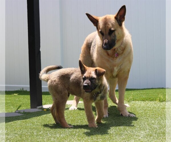 Medium Photo #4 German Shepherd Dog-Unknown Mix Puppy For Sale in San Diego, CA, USA