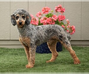 Father of the Goldendoodle (Miniature) puppies born on 05/24/2025