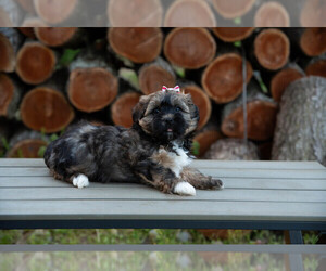 Havanese Puppy for sale in NORTH LAWRENCE, OH, USA