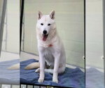 Small Photo #3 Mutt Puppy For Sale in Agoura Hills, CA, USA