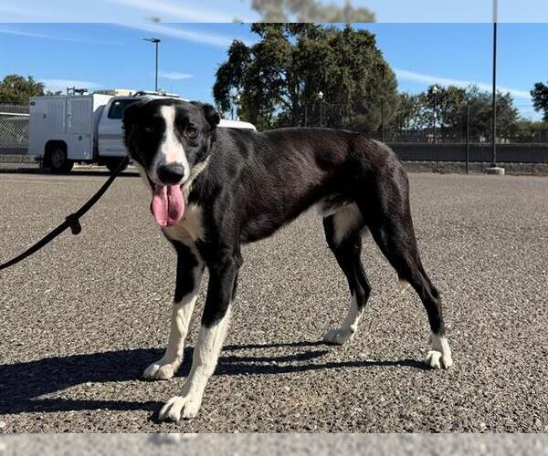 Medium Photo #1 Border Collie Puppy For Sale in Santa Rosa, CA, USA