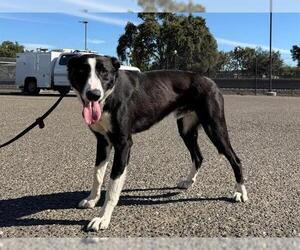 Border Collie Dogs for adoption in Santa Rosa, CA, USA
