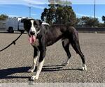 *CHASE - Male Border Collie Dog for Adoption - Small photo