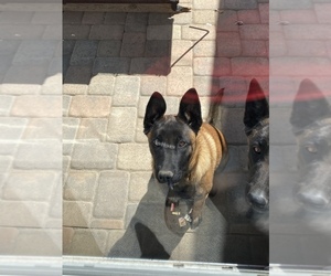 Belgian Malinois Puppy for sale in OXNARD, CA, USA