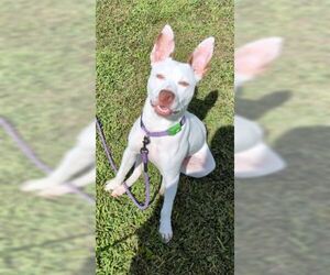 Zelle - Female American Pit Bull Terrier-German Shepherd Dog Mix Dog for Adoption - Photo #4