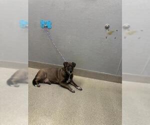American Pit Bull Terrier-Unknown Mix Dogs for adoption in Las Vegas, NV, USA