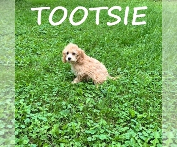 Medium Photo #2 Cock-A-Poo Puppy For Sale in HARTLAND, MN, USA