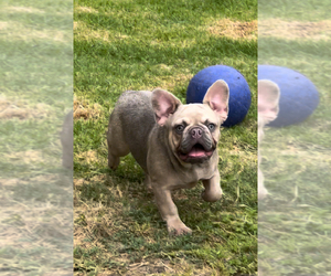 French Bulldog Puppy for sale in OJAI, CA, USA