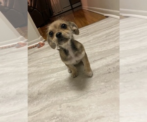 ShiChi Puppy for sale in MIDDLETOWN, CT, USA