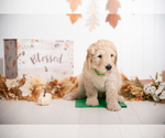 Small Photo #11 Goldendoodle Puppy For Sale in CENTENNIAL, CO, USA