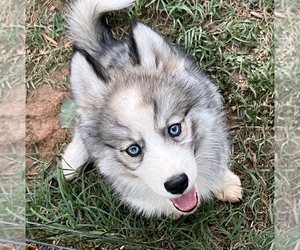 Siberian Husky Puppy for sale in UNION GROVE, AL, USA