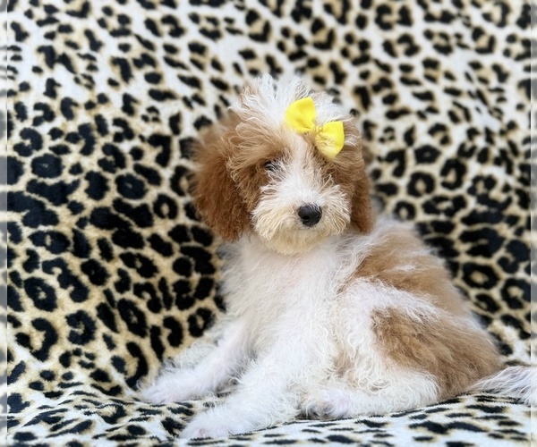 Medium Photo #8 Poodle (Miniature) Puppy For Sale in LAKELAND, FL, USA