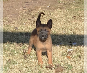 Belgian Malinois Puppy for sale in SPRING, TX, USA