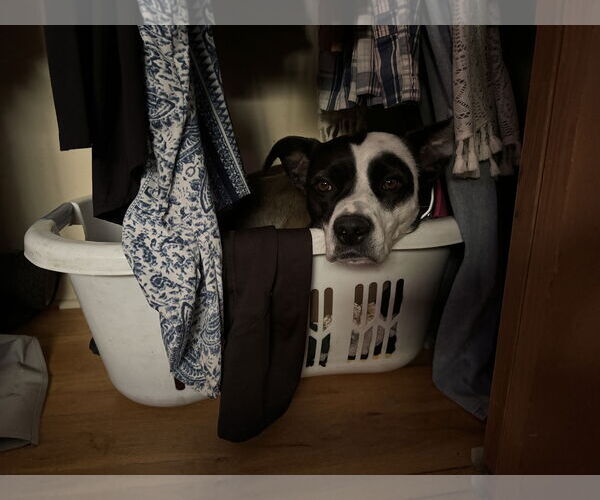 Medium Photo #3 Mutt Puppy For Sale in Fort Collins, CO, USA