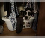 Small #2 Mutt