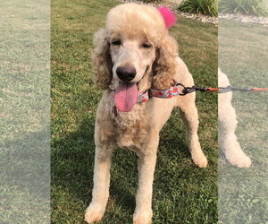 Poodle (Standard) Dogs for adoption in Sioux Falls, SD, USA