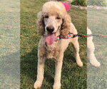 Small Poodle (Standard)