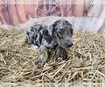 Small #1 Catahoula Leopard Dog