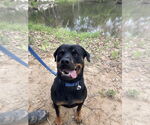 Small #1 Rottweiler