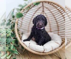 Goldendoodle Puppy for sale in WAGENER, SC, USA