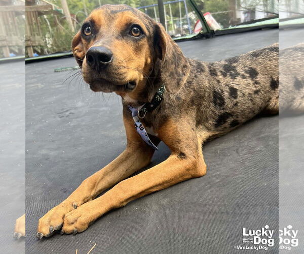 Medium Photo #2 Catahoula Leopard Dog-Retriever  Mix Puppy For Sale in Washington, DC, USA