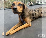 Small #1 Catahoula Leopard Dog-Retriever  Mix