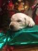 Small Photo #3 Labrador Retriever Puppy For Sale in LINCOLN, TX, USA