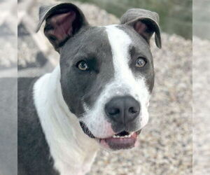 Mutt Dogs for adoption in Jefferson, WI, USA