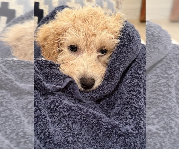 Medium Photo #12 Poochon Puppy For Sale in PARKLAND, FL, USA