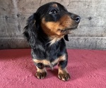 Small #6 Dachshund