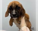 Small #2 Mutt