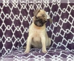 Small Photo #6 Pug Puppy For Sale in LAKELAND, FL, USA