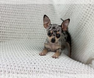 Chihuahua Puppy for Sale in HUFFMAN, Texas USA