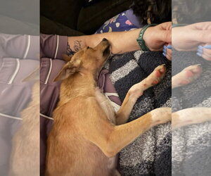 Walker - Male Rat Terrier Dog for Adoption - Photo #4