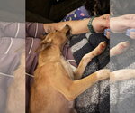 Small Photo #4 Rat Terrier Puppy For Sale in Orlando, FL, USA