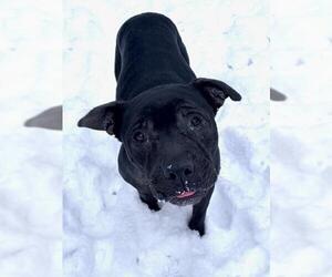 American Pit Bull Terrier Dogs for adoption in Derwood, MD, USA