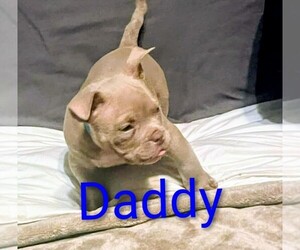 American Bully Puppy for sale in SACRAMENTO, CA, USA