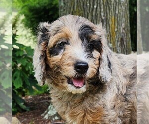 Medium Aussiedoodle