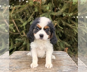 Cavalier King Charles Spaniel-Miniature Bernedoodle Mix Puppy for sale in MIDDLEBURY, IN, USA
