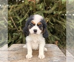 Small Cavalier King Charles Spaniel-Miniature Bernedoodle Mix