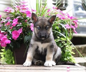 German Shepherd Dog-Siberian Husky Mix Puppy for sale in FREDERICKSBG, OH, USA